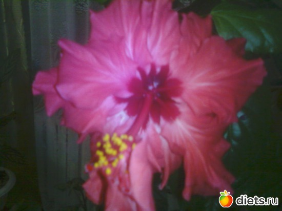 �������, ������: �����