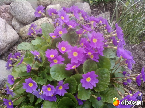 � ����� �������, ������: �����