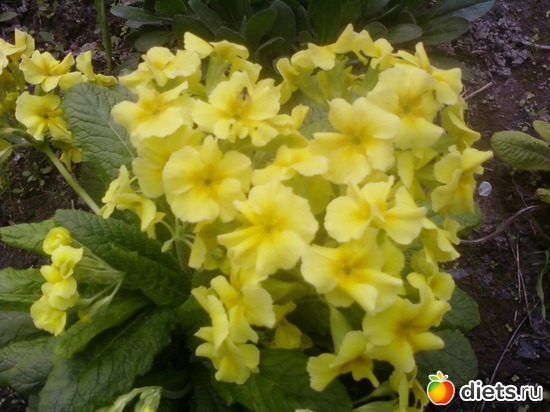 ������� ���������� �������, ������: �����