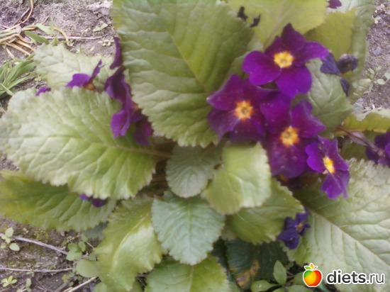 � ��� ����������, ������: �����