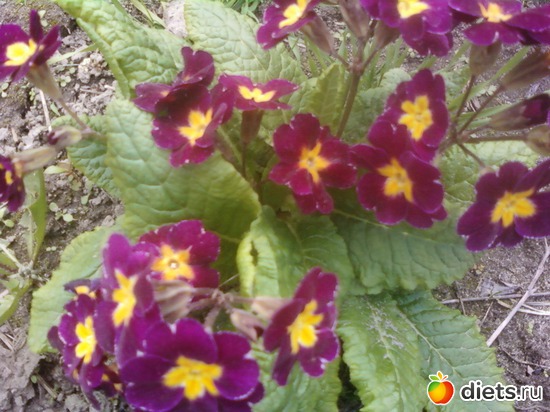 � ��������, ������: �����