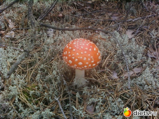 18 ����: ������