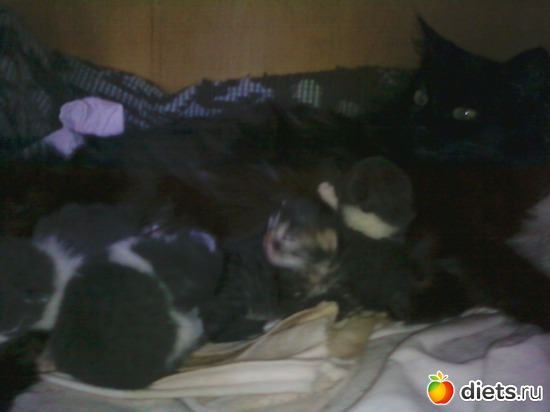 ���������, ������: ������