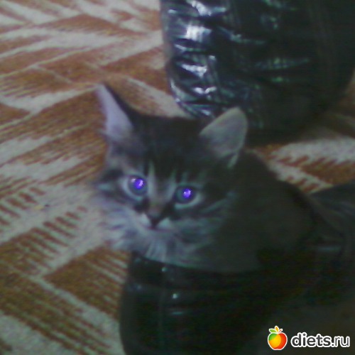 ������, ������: ������