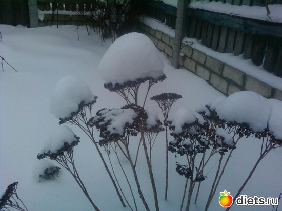 ������ �����, ������: �����