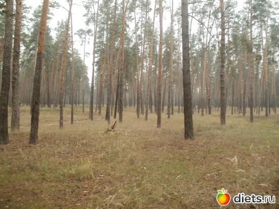 ���������� ���, ������: ���������. ������ 2011