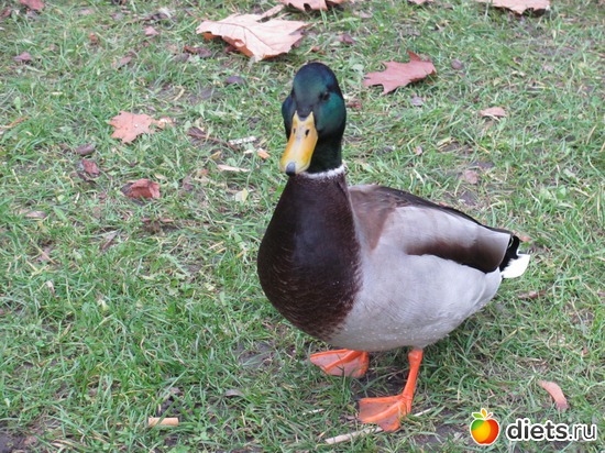 ���, ������: ������� ���������...