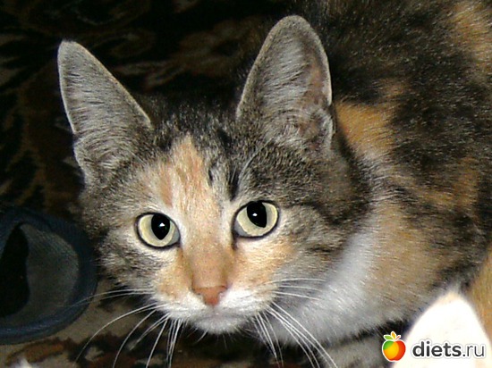 Масяня, альбом: кошки