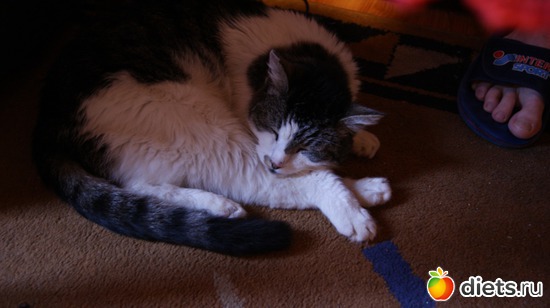 4 фото: Кошки и собаки! Все наши!