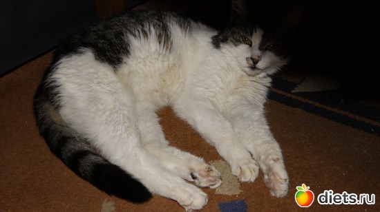 5 фото: Кошки и собаки! Все наши!