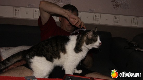 7 фото: Кошки и собаки! Все наши!