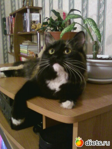 1 фото: Моя киска Алиска.