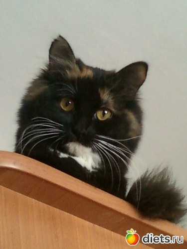 2 фото: Моя киска Алиска.