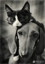 ������� ����� �����