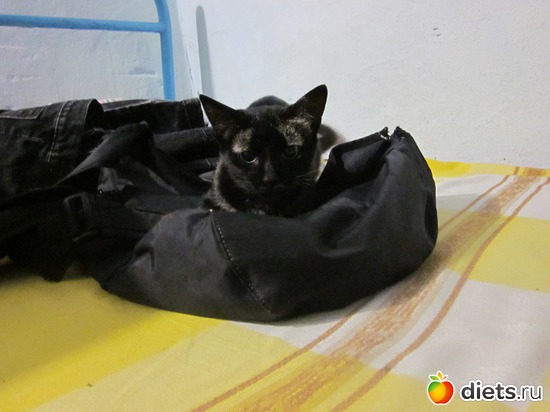 12 ����: ��� �����