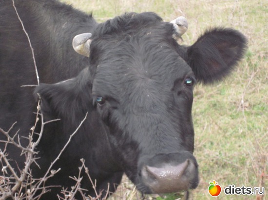 Очень любопытная коровка, альбом: Моё хобби фото