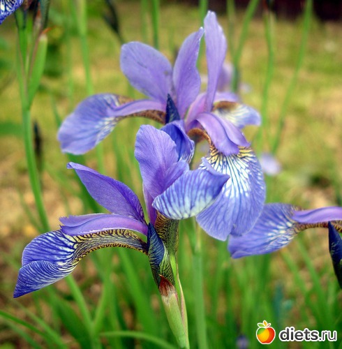 2 ����: �������� �����