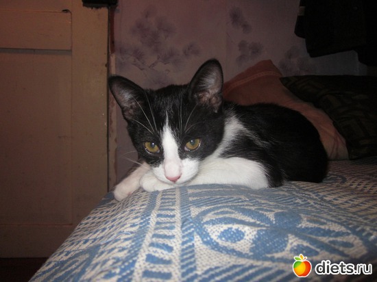 ������� �����!, ������: ��� ��������� ���������