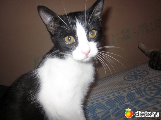 ���-�� ������� �..., ������: ��� ��������� ���������