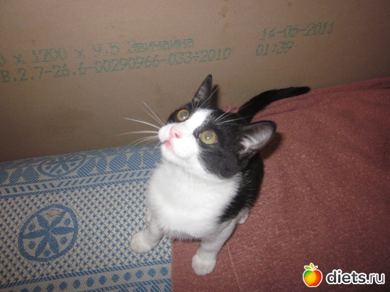 ��� ��� �������?, ������: ��� ��������� ���������