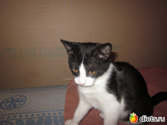 ��� �� ���������!, ������: ��� ��������� ���������