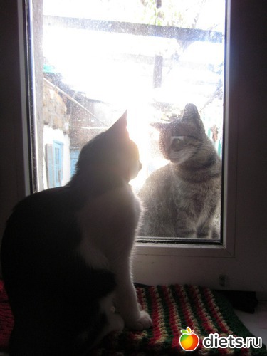 ��� ��� �� �����?, ������: ��� ��������� ���������