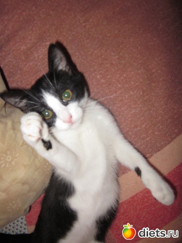 ������! ���� ����� ���������!, ������: ��� ��������� ���������