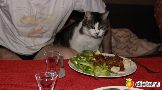 11 фото: Кошки и собаки! Все наши!