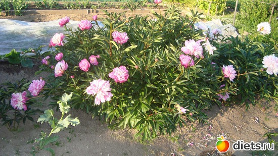 9 ����: ������� ����������