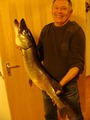 Hecht (щука) 103 cm, 8 kg