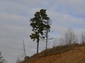 стоит одиноко...