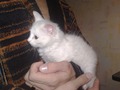 Снеже 2 мес.
