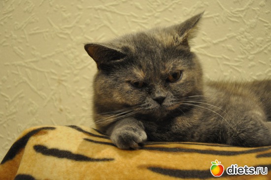 4 ����: ����