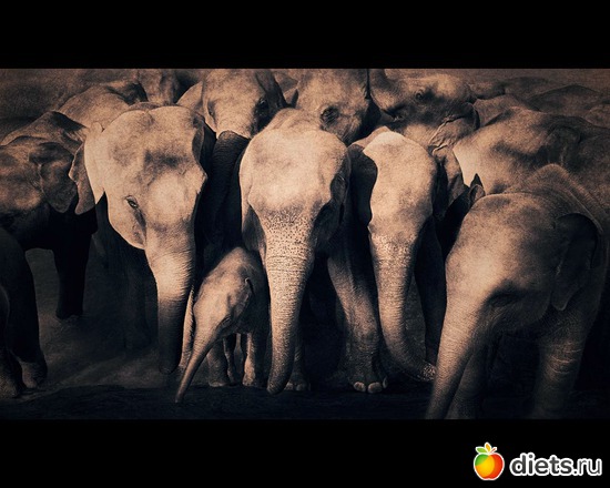 215 ����: "Ashes and Snow" / "����� � ����" by Gregory Colbert