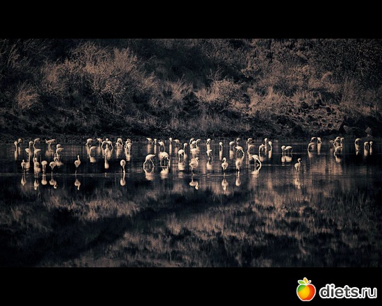 50 фото: "Ashes and Snow" / "Пепел и снег" by Gregory Colbert