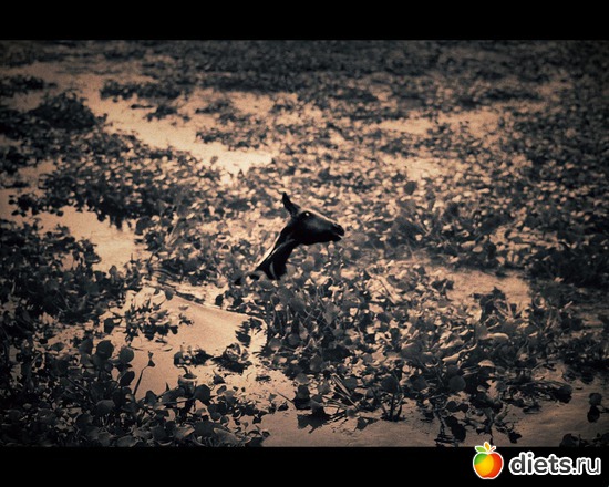 51 фото: "Ashes and Snow" / "Пепел и снег" by Gregory Colbert