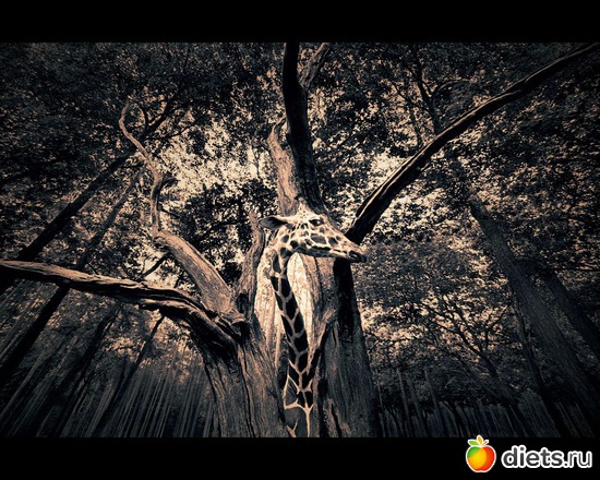 52 фото: "Ashes and Snow" / "Пепел и снег" by Gregory Colbert