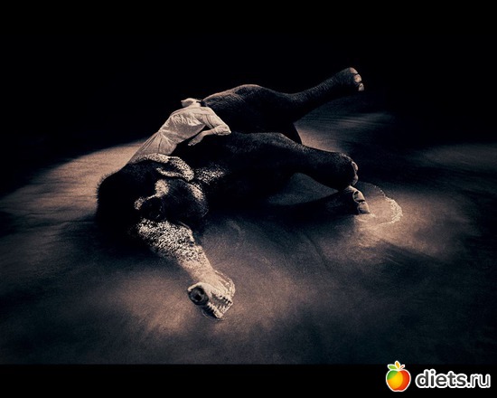 71 фото: "Ashes and Snow" / "Пепел и снег" by Gregory Colbert