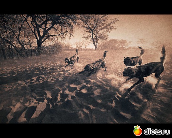 121 фото: "Ashes and Snow" / "Пепел и снег" by Gregory Colbert