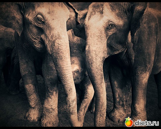 145 фото: "Ashes and Snow" / "Пепел и снег" by Gregory Colbert