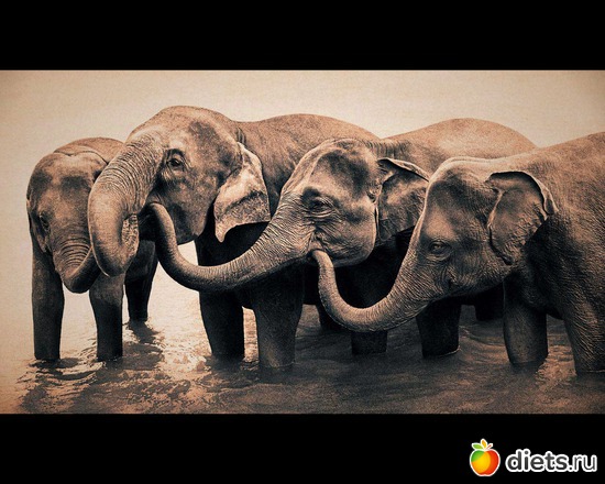 147 фото: "Ashes and Snow" / "Пепел и снег" by Gregory Colbert