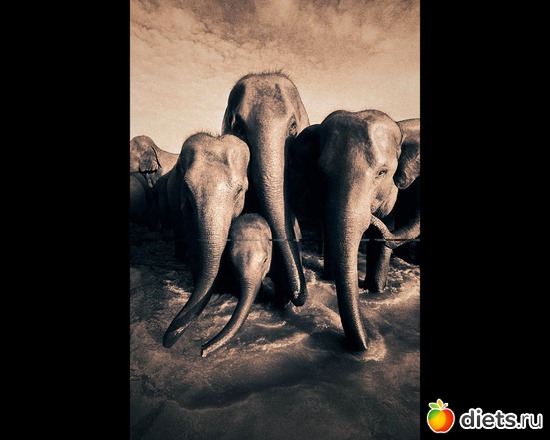 151 фото: "Ashes and Snow" / "Пепел и снег" by Gregory Colbert