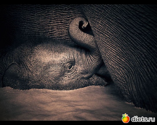 152 фото: "Ashes and Snow" / "Пепел и снег" by Gregory Colbert