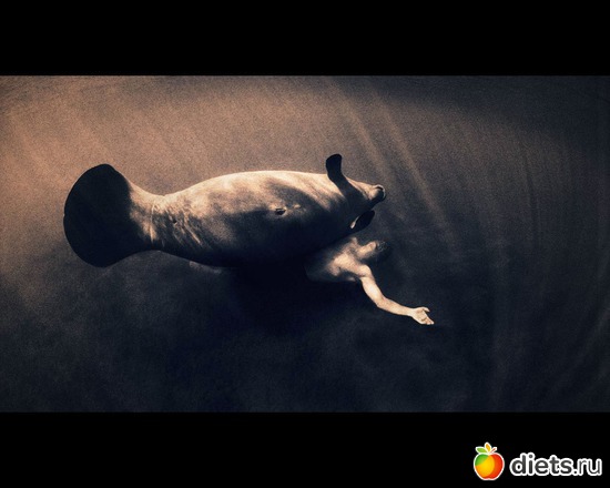 167 фото: "Ashes and Snow" / "Пепел и снег" by Gregory Colbert