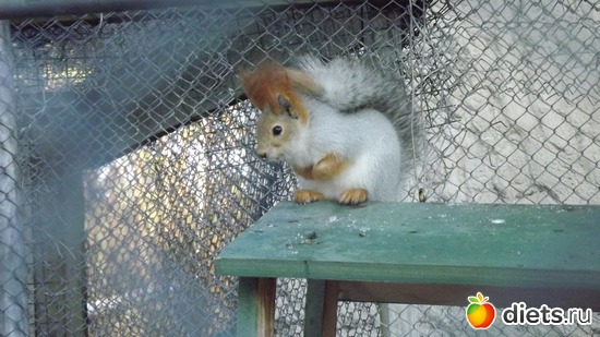 ���� ������, ������: ��� ����.