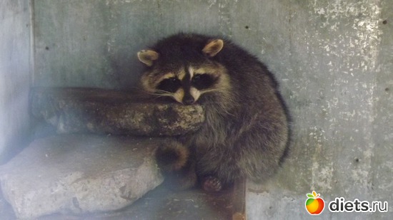 ������� ������ (����� ��� ���), ������: ��� ����.