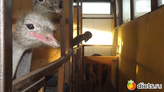 ��� ���?, ������: ��� ����.