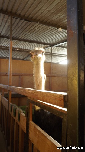 ������� � ������� ���� ������ ��� �����:), ������: ��� ����.