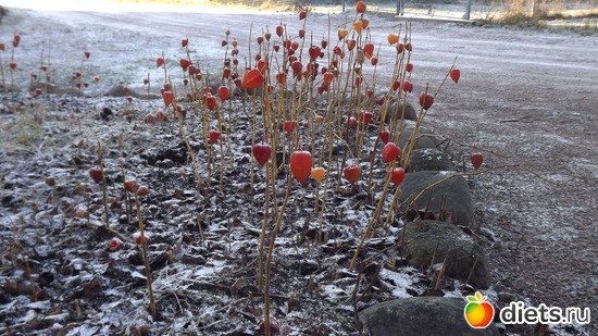 � ����� ������ �����, ������: ��� ����.