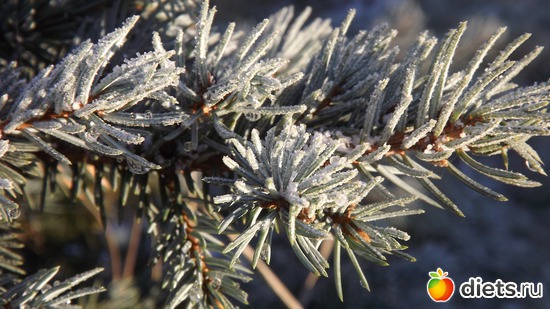 � ������., ������: ��� ����.